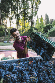 Harvesting in Villa Bibbiani