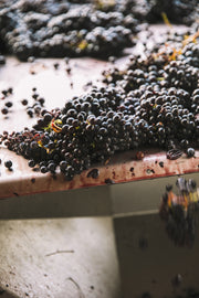 wine grapes after harvesting