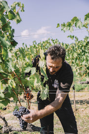 wine harvesting in bibbiani