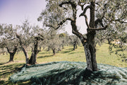 Olive orchards in Villa Bibbiani
